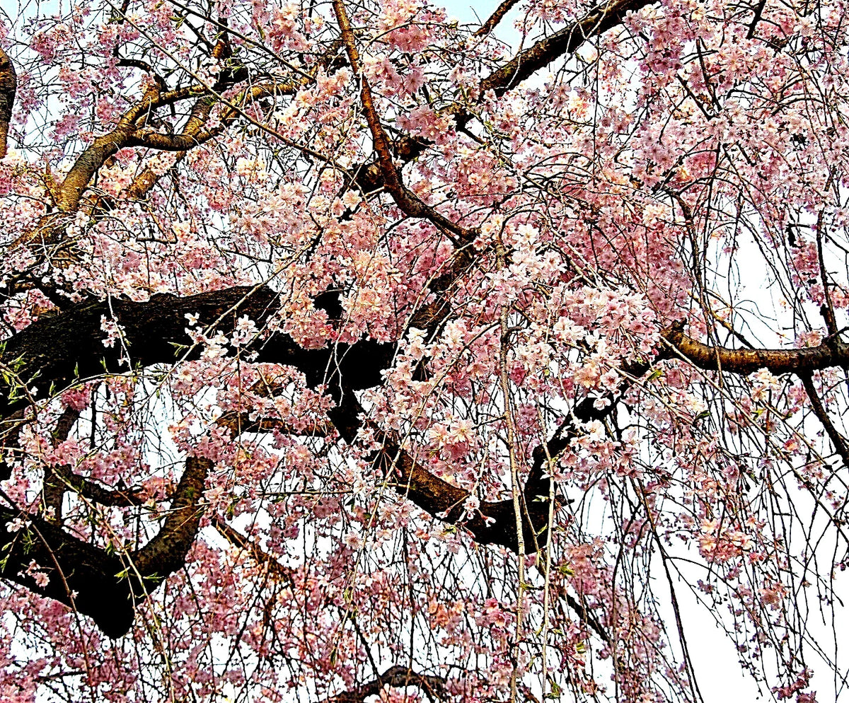 Japanese Cherry Blossom Tree Seeds 20 Pack - Pink Flowering Sakura - Prunus serrulata - Bonsai Cultivation