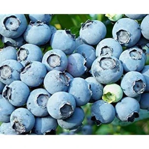 Lowbush Blueberry Seeds - 250+ Seeds - Vaccinium angustifolium - USA Grown, Ideal for Garden and Containers