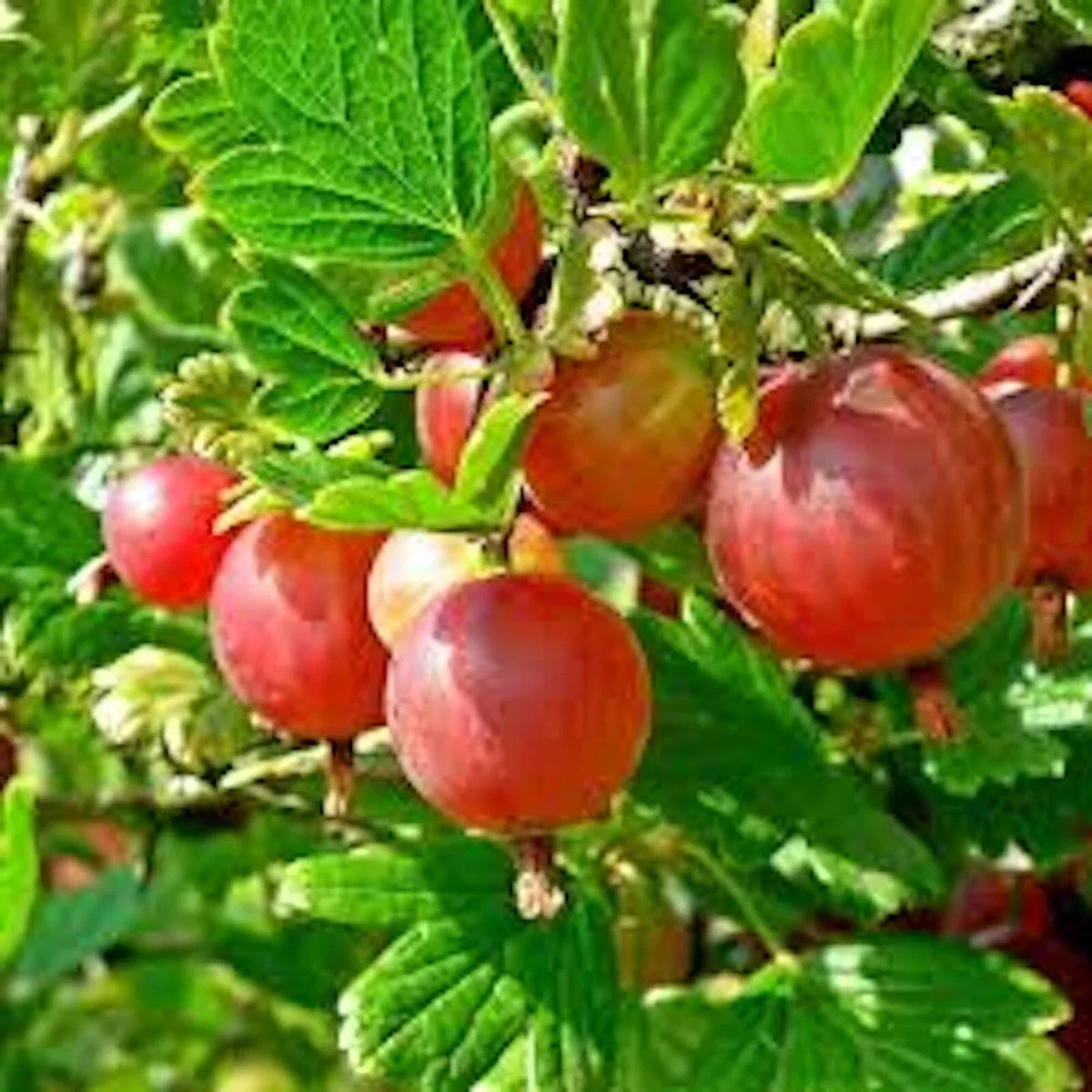 Pixwell Gooseberry Plant 2-Year-Old Ribes uva-crispa Light Green to Pink Berries Tart Flavor Zones 3-8