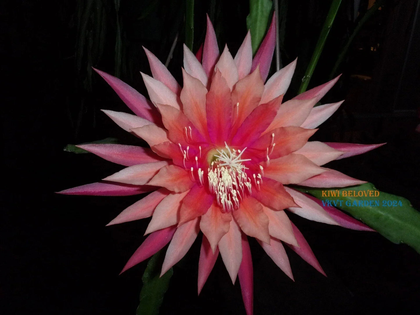 Epiphyllum Orchid Cactus Cutting, Kiwi Beloved Variety, Tropical Houseplant, Succulent, Epiphyllum hybrid for Indoor Gardening