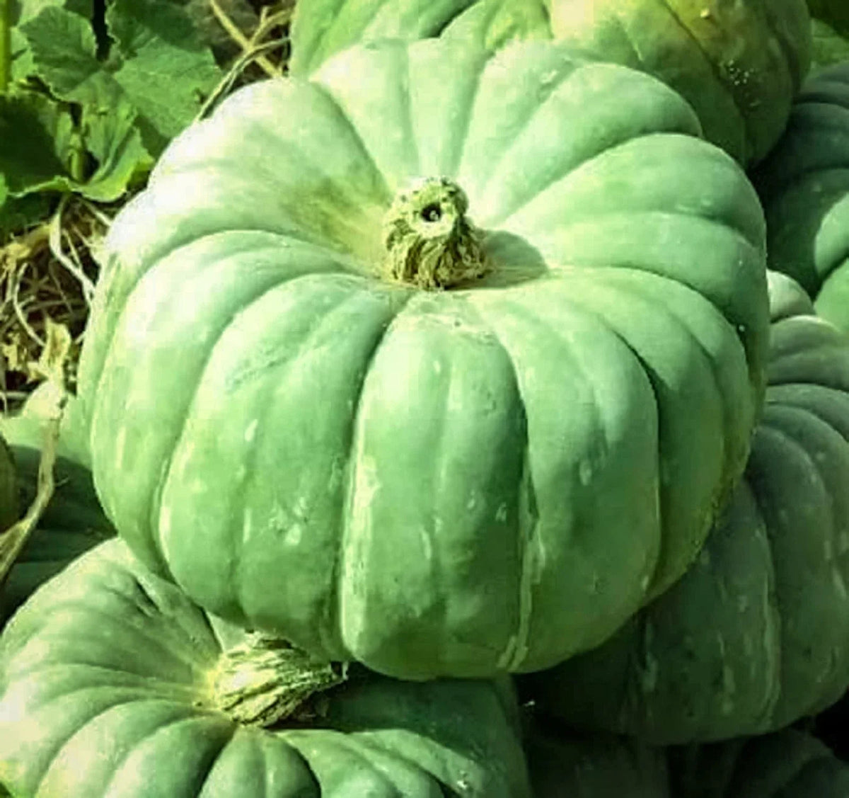 Exotic Pumpkin Seeds for Planting - 20 Count - Cucurbita pepo - Unique Colors & Shapes for Garden & Cooking