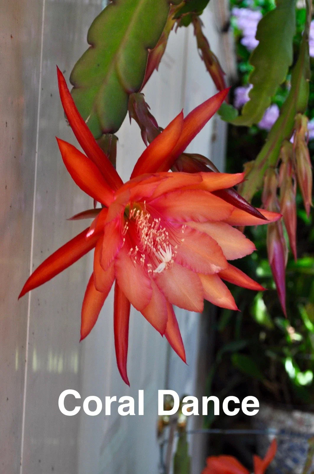 Epiphyllum Orchid Cactus Cuttings, 3 Rooted Coral Dancer with New Growth, Epiphyllum oxypetalum, Indoor Plant