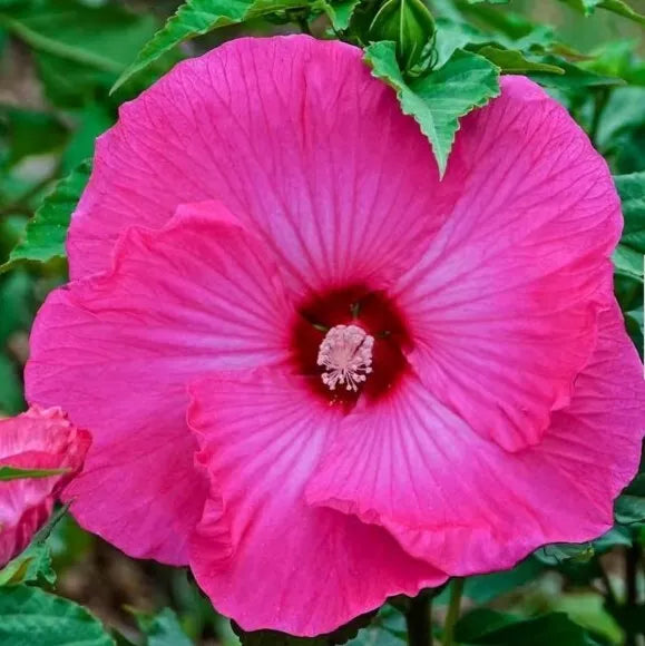 Hardy Hibiscus Seeds - 20+ Heirloom Dinner Plate Deep Pink Flowers, Hibiscus moscheutos, Perfect for Gardens and Pollinators