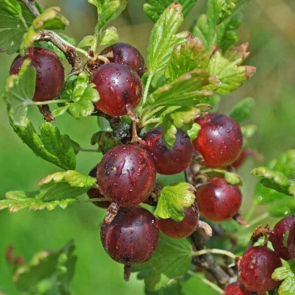 Jeanne Gooseberry Live Rooted Plant, Edible Shrub, Ribes uva-crispa, Compact Growth for Zones 3-7, Home Garden Gardening