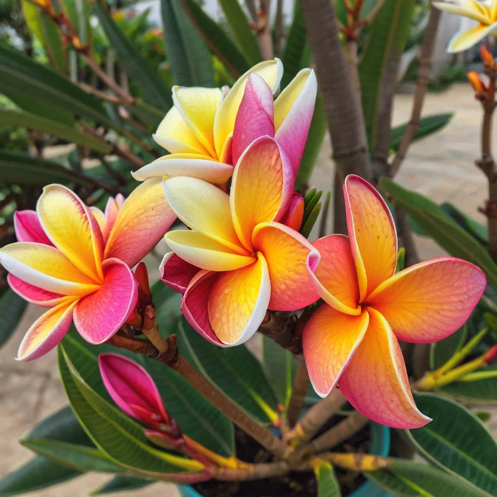 Blush Orange Plumeria Seeds - 5 Pack Perennial Hawaiian Flower Plants (Plumeria rubra) for Tropical Gardens