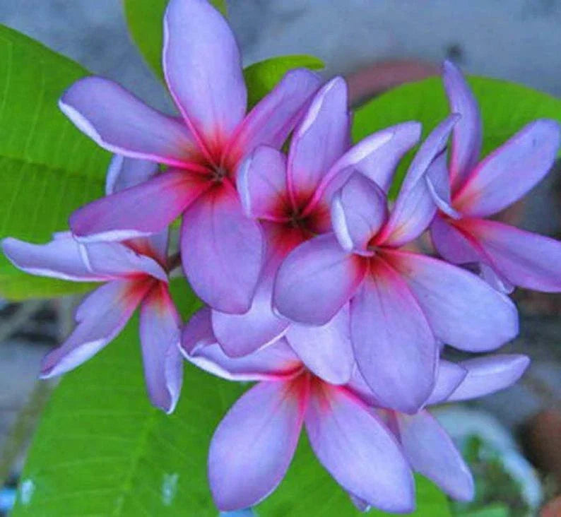 Plumeria Seeds - 5 Pack Light Purple Pink Flowers - Frangipani (Plumeria spp.) - Perennial Plant for Tropical Gardens