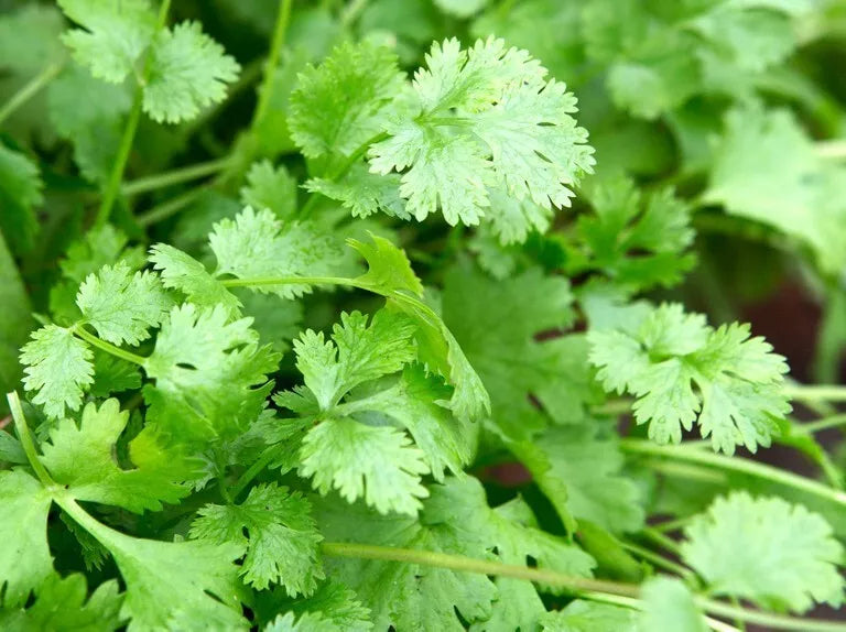 Cilantro Seeds 100g Organic Culinary Herb Coriandrum sativum Coriander for Fresh Cooking & Gardening