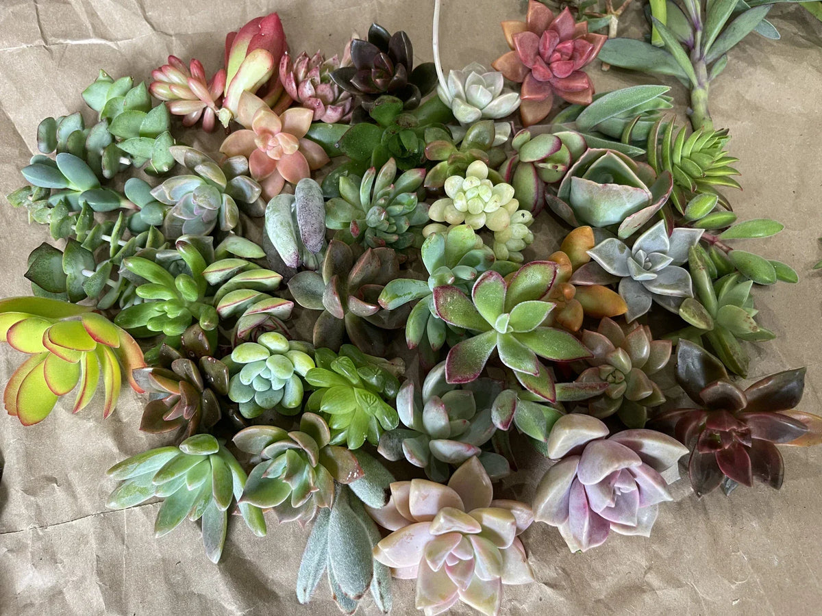 40 Plant Cuttings - Colorful & Unique Varieties - Ideal for Gardening - Various Species