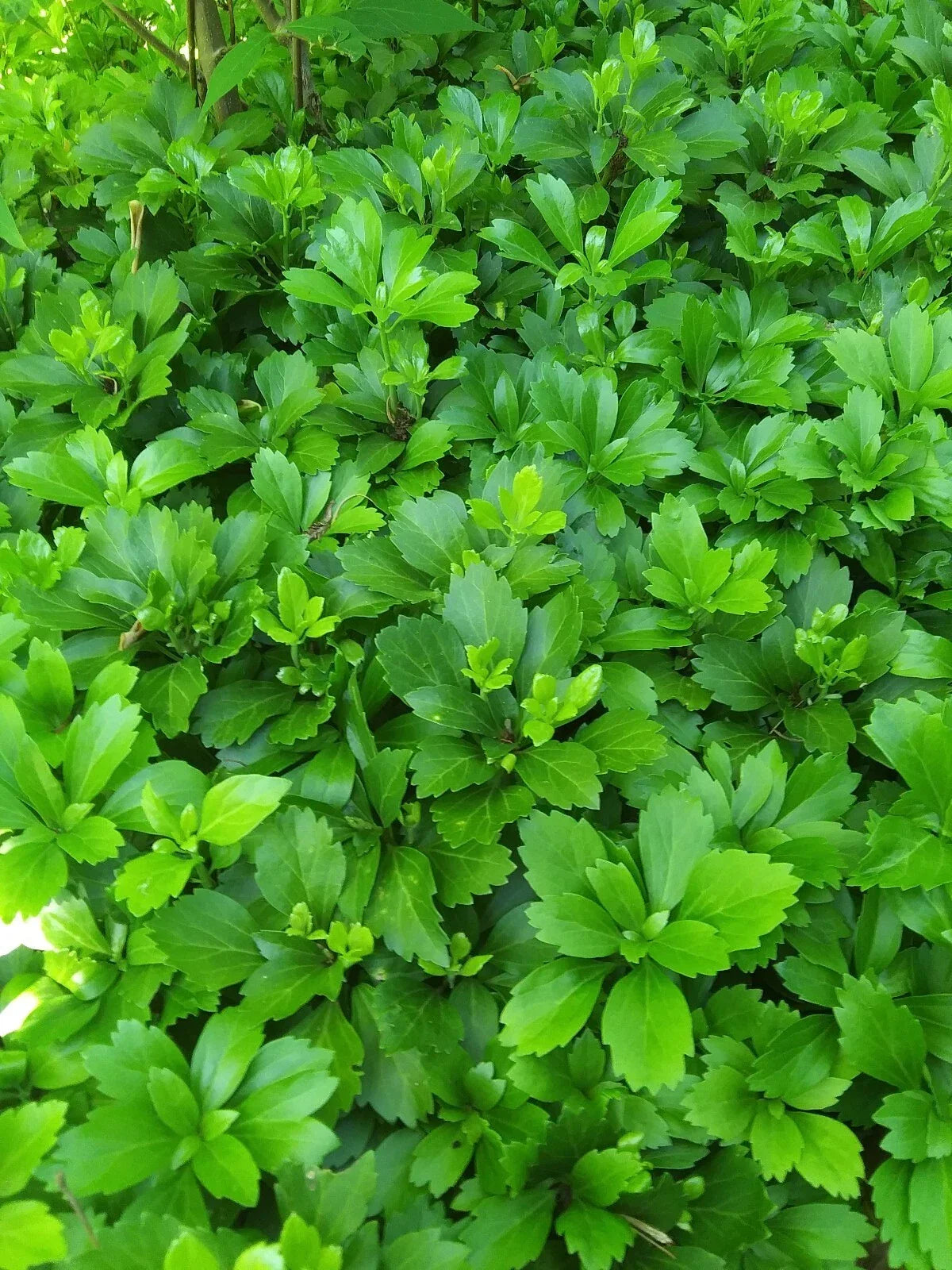 Pachysandra Terminalis Ground Cover Plants - 50+ Mature Well-Rooted Green Plants for Shade Gardens - Japanese Spurge