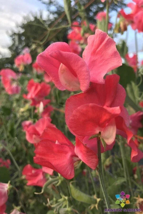Pocahontas Sweet Pea Seeds 50+ Pack Lathyrus odoratus USA Grown Non-GMO Garden Flowers