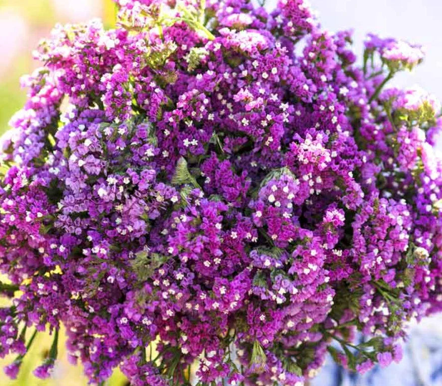 Statice Cut Flower Seeds - 100 Non-GMO Seeds - Twilight Purple - Limonium sinuatum - Perfect for Dried Arrangements