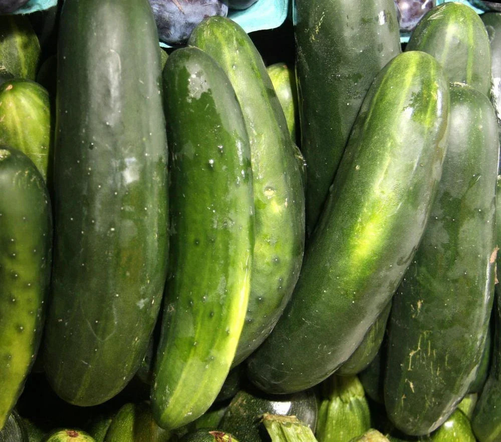 Straight Eight Slicing Cucumber Seeds - 250+ Non-GMO Heirloom - Cucumis sativus - Perfect for Home Garden & Pickling