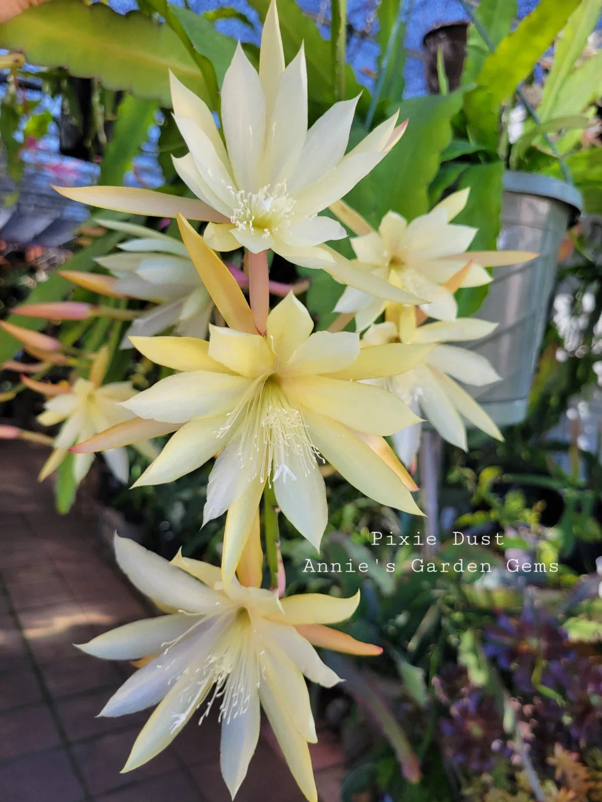 Epiphyllum Cuttings - Unrooted 8-10 Inches - Pixie Dust Variety - Epiphyllum oxypetalum for Propagation and Gardening