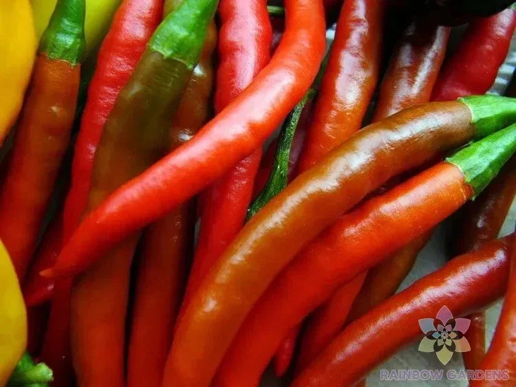 Kung Pao Hot Pepper Seeds - 25+ Pack - Capsicum annuum - Non-GMO, USA Grown, Perfect for Garden Planting