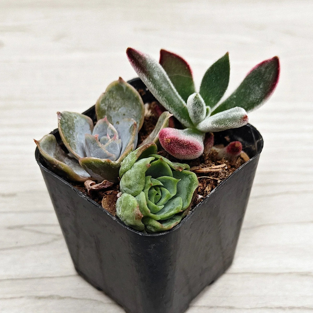 Succulent Live Plant Mix - 2" Pot - Multi Variety Succulents - Ideal for Full Sun - Various Species