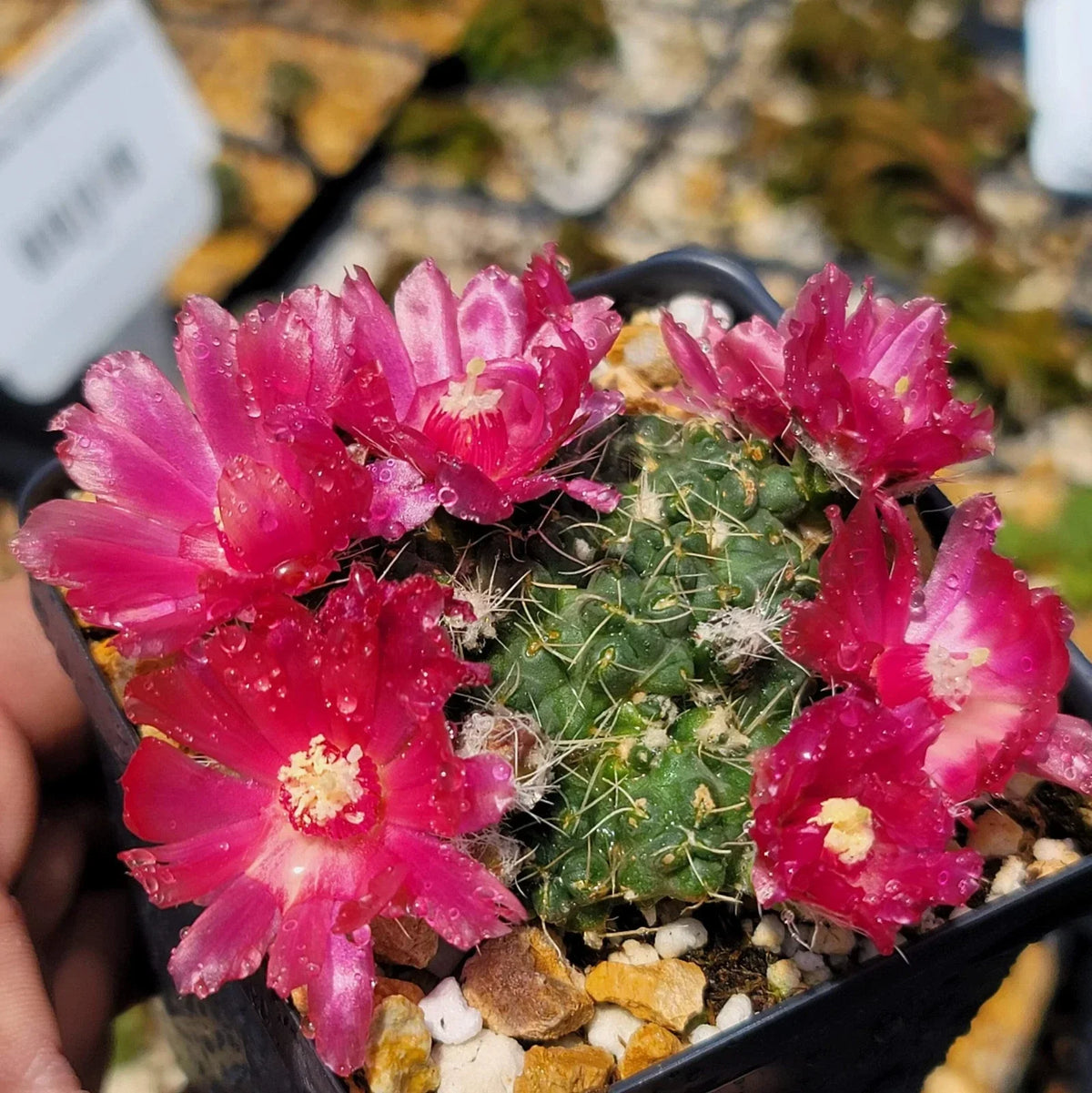Puna subterranea 'Incahuasi' Cactus | Live Succulent Plant | Unique Indoor/Outdoor Cacti | Eco-Friendly Biodegradable Pot