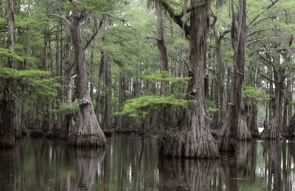 Bald Cypress Seeds for Planting | 10 Seeds | Taxodium distichum | Exotic Deciduous Tree Seeds for Wet Soils