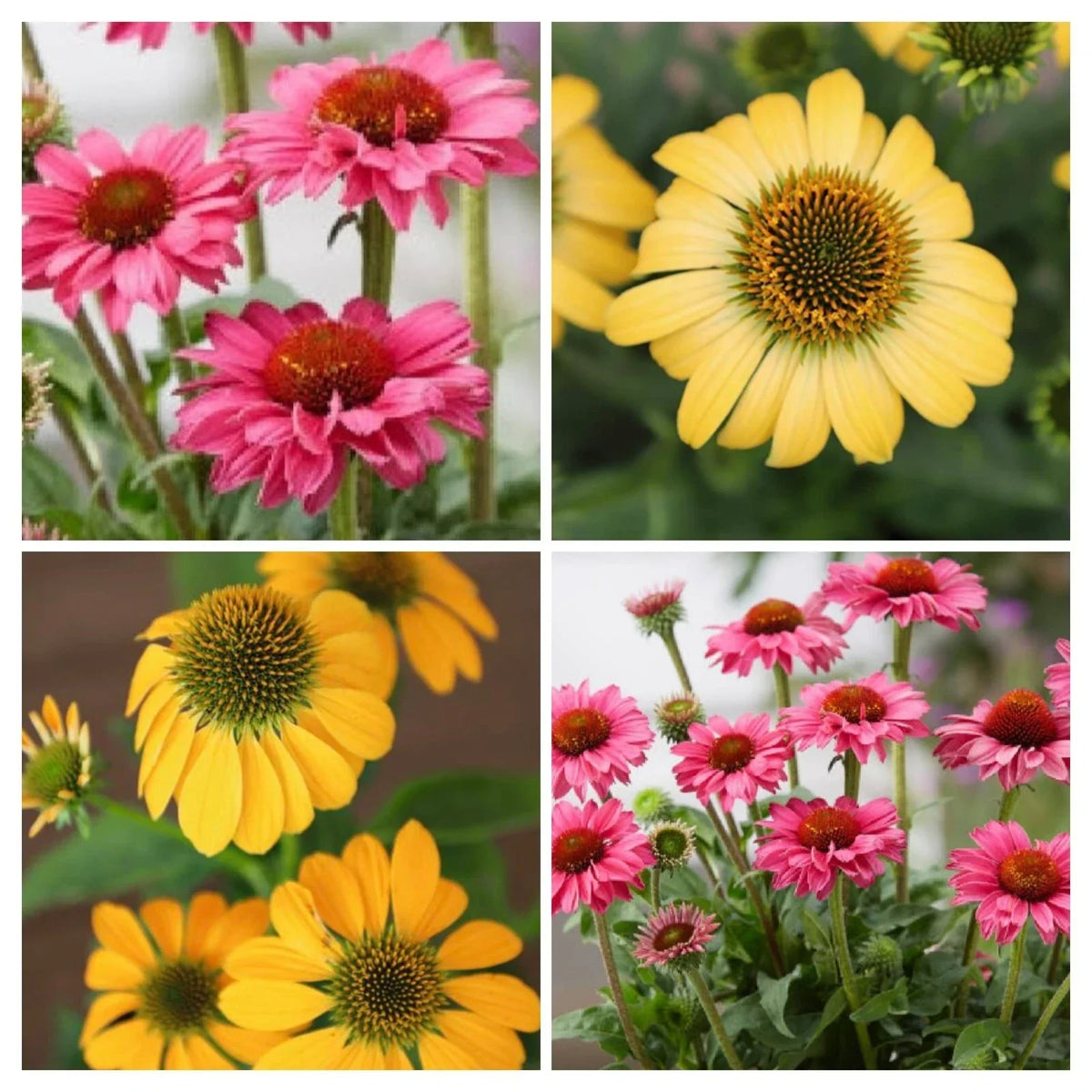Echinacea Live Plant Plugs - 4 Baby Plants, PollyNation Magenta & Yellow, Echinacea purpurea, Zones 4-9
