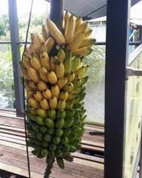 Pisang Ceylon Banana Tree Starter Plant - Small Rooted Musa Acuminata - Tropical Fruit Plant for Home Garden