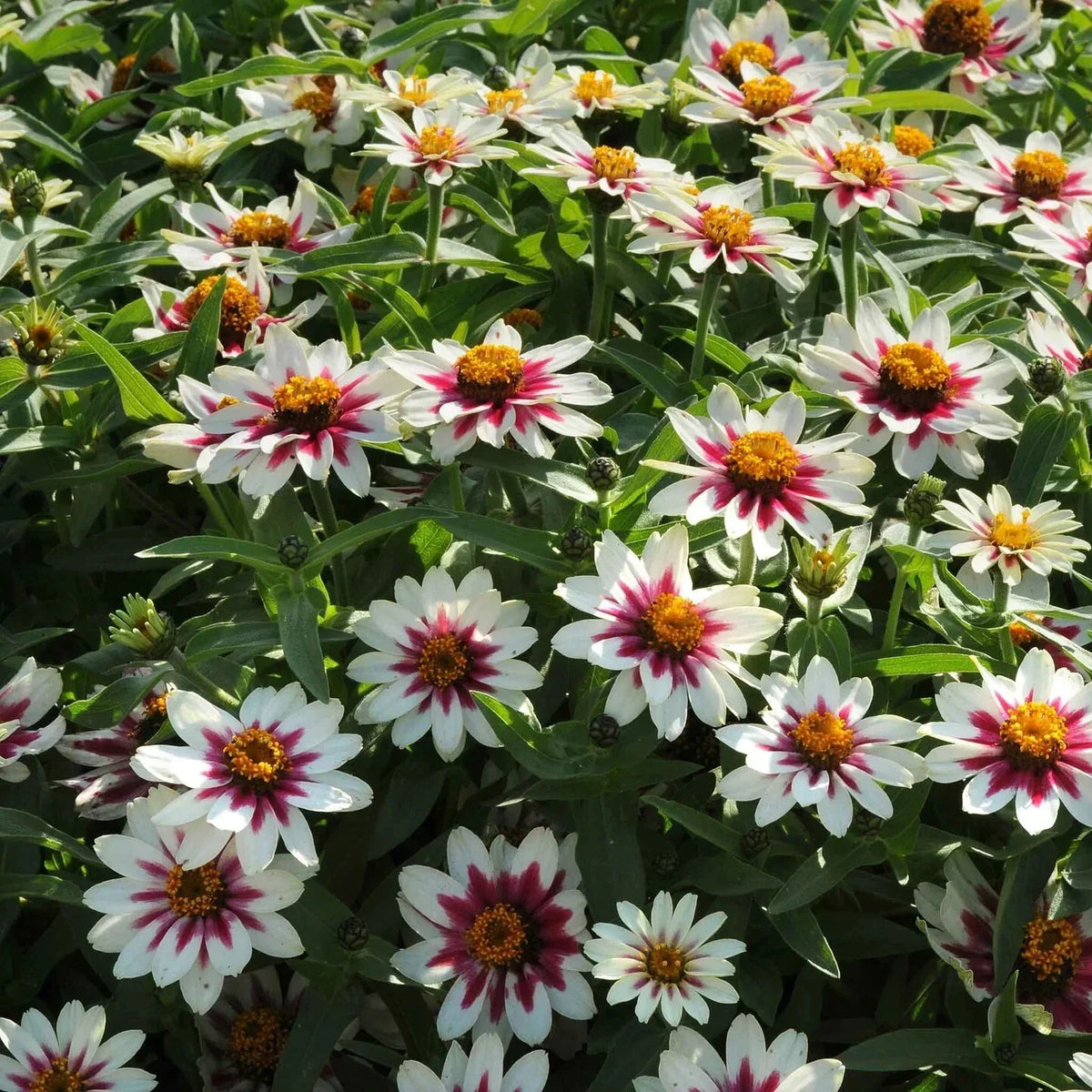 Zahara Starlight Rose Zinnia Seeds - 100+ Pack - Colorful Bicolor Flowers - Zinnia elegans