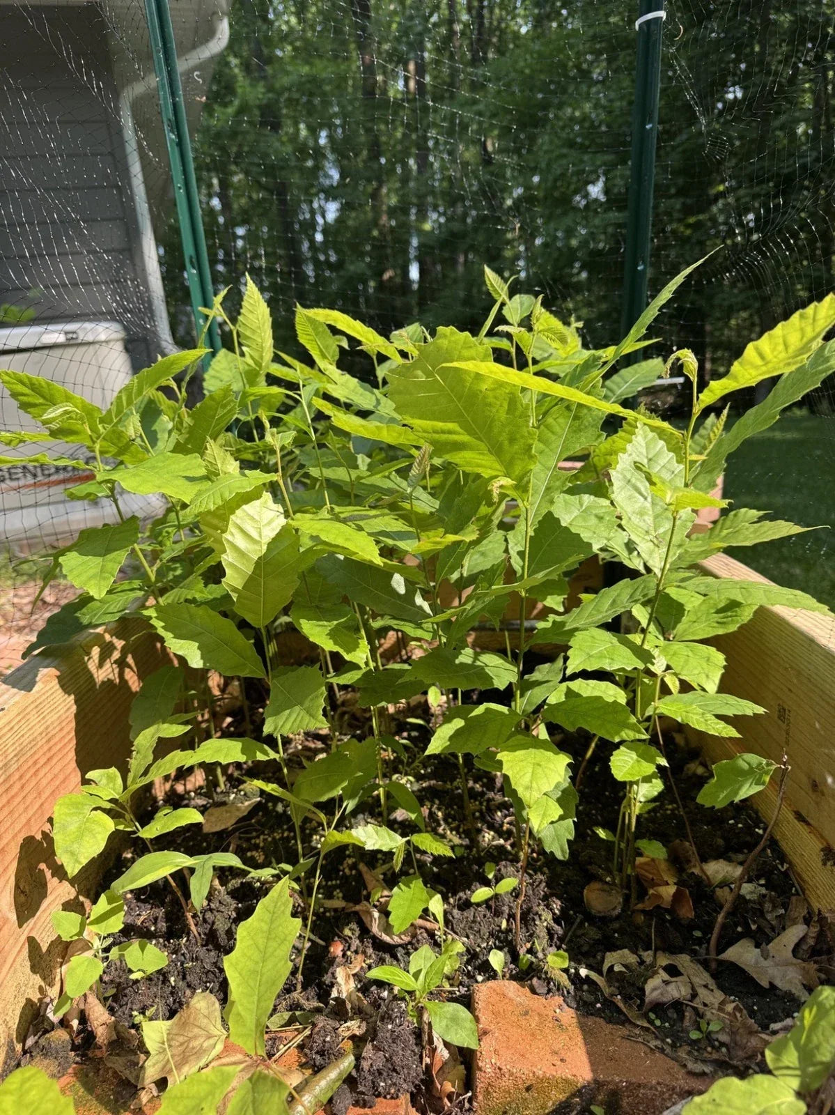 Live American Chestnut Tree 12" Well Rooted Plant - Castanea dentata - Native Species for Landscapes and Reforestation