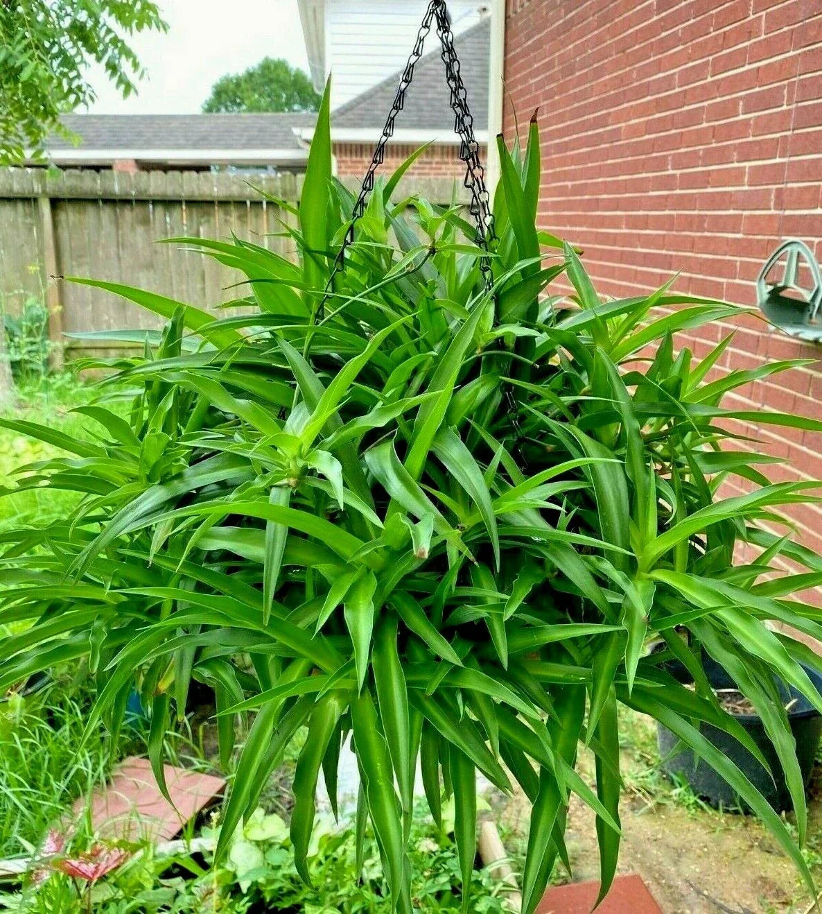 Air Purifying Spider Plant - 10 Pack - All Green - Chlorophytum comosum - Bare Rooted Indoor Houseplants