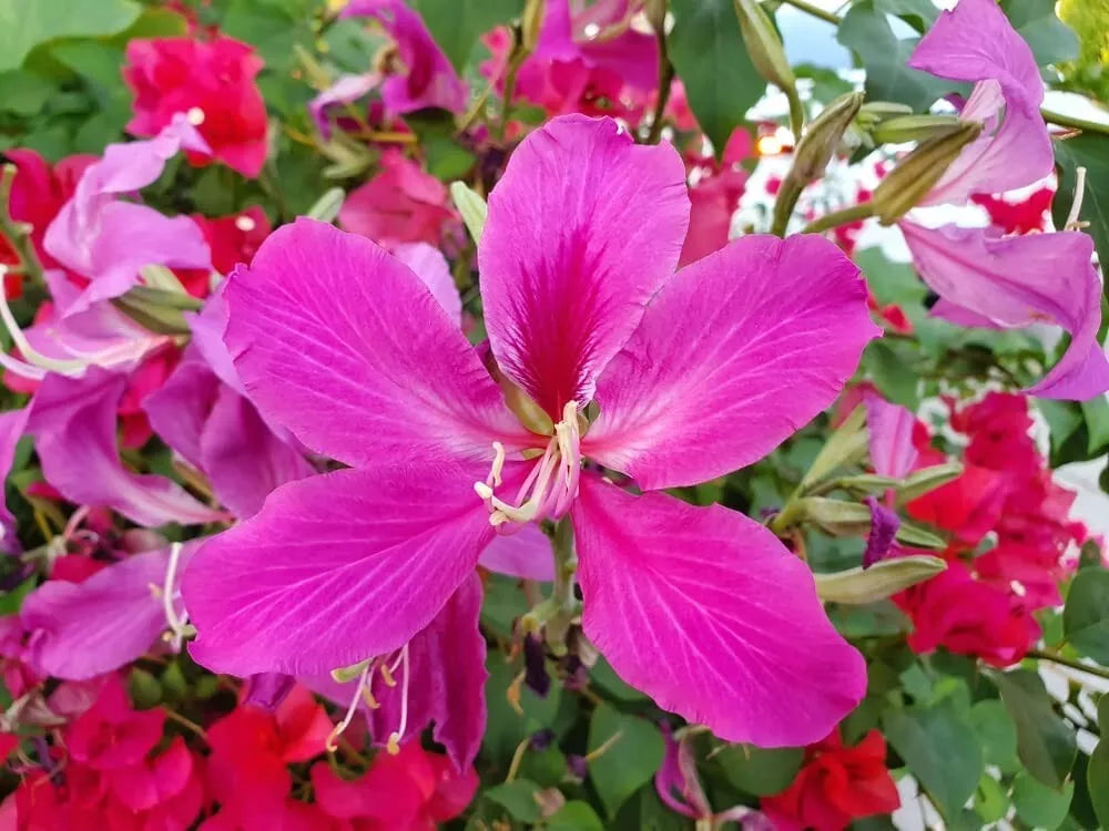 Orchid Tree Seeds - 10 Count - Butterfly Tree - Bauhinia purpurea - Purple and White Blooms - Attracts Butterflies
