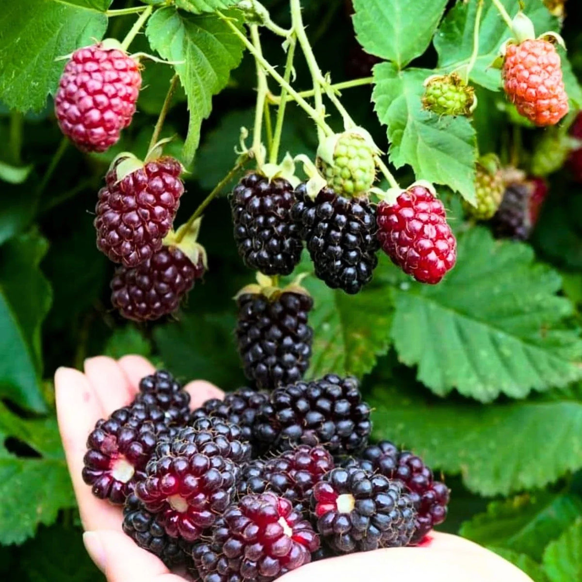 Sweet Boysenberry Seedling - Live Rooted Plant - Rubus ursinus x idaeus - Ideal for Home Gardens, Easy Care, Organic Growing