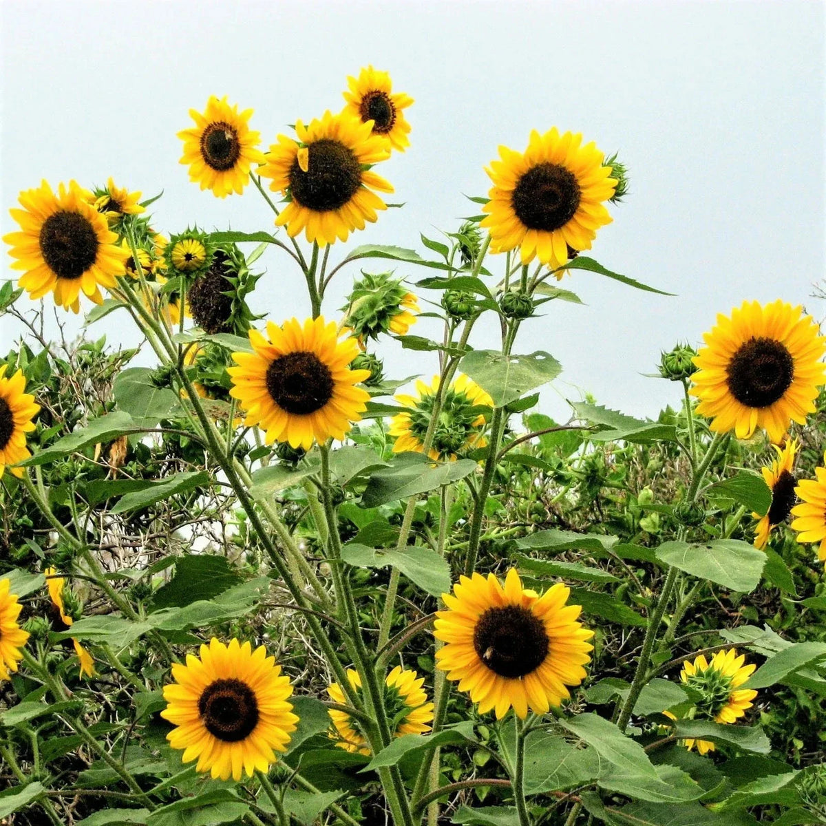 Sunflower Seeds - 100 Count - Henry Wilde Yellow - Helianthus annuus - Attracts Birds, Bees & Butterflies - Multiple Blooms