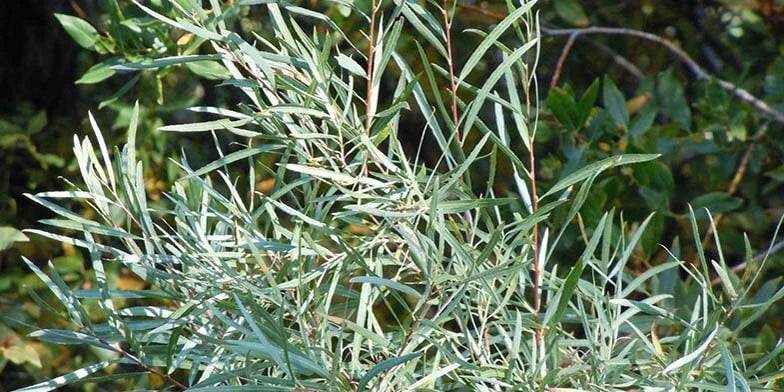 Coyote Willow Shrub Cuttings - Salix exigua - Easy to Grow Native Plant - Fast-Growing Wildlife Habitat