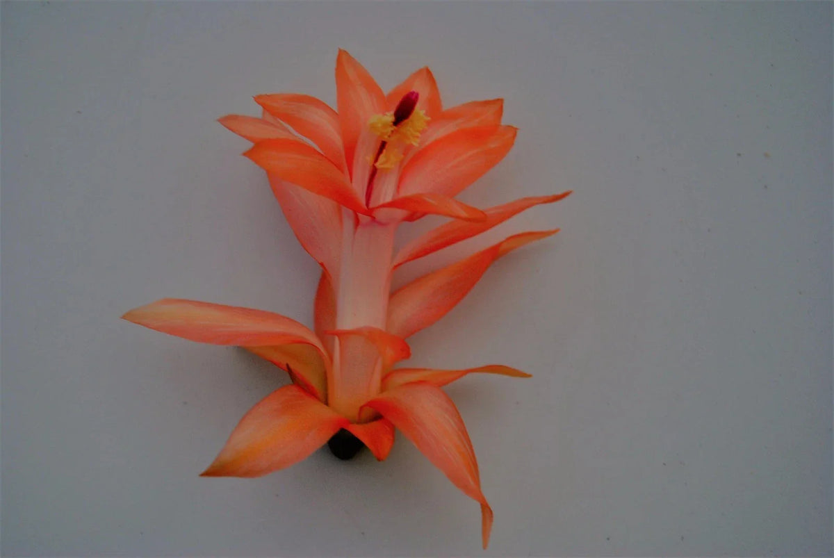 Christmas Cactus Starter Plant 4-Inch Braiden Variety Schlumbergera Truncata - Low Maintenance Indoor Blooming Plant