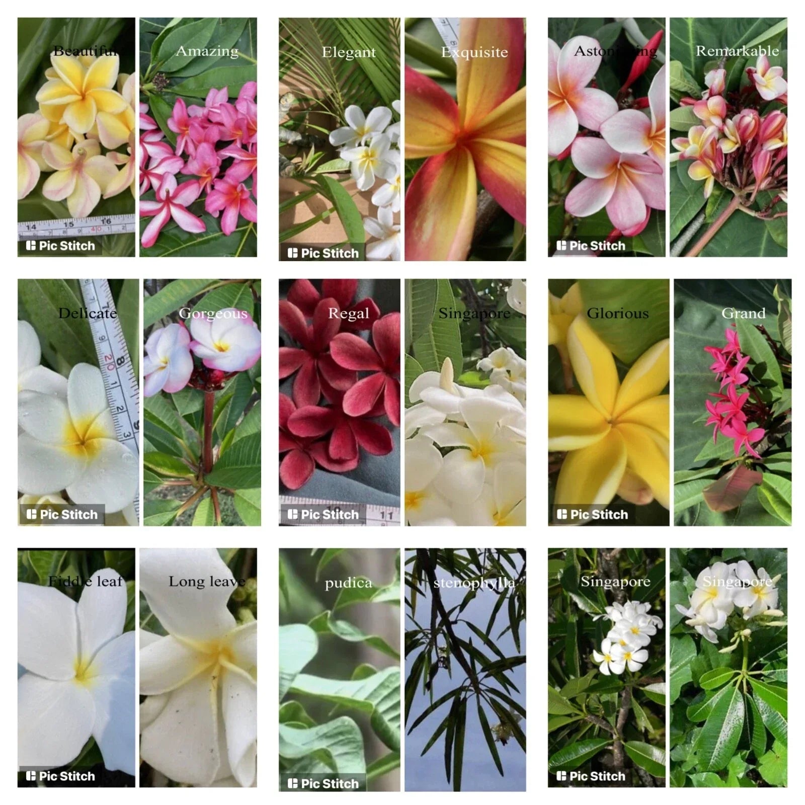 Plumeria Cutting 12-18 Inch Hawaiian Frangipani Variety Plumeria spp. Perfect for Gardens and Landscapes