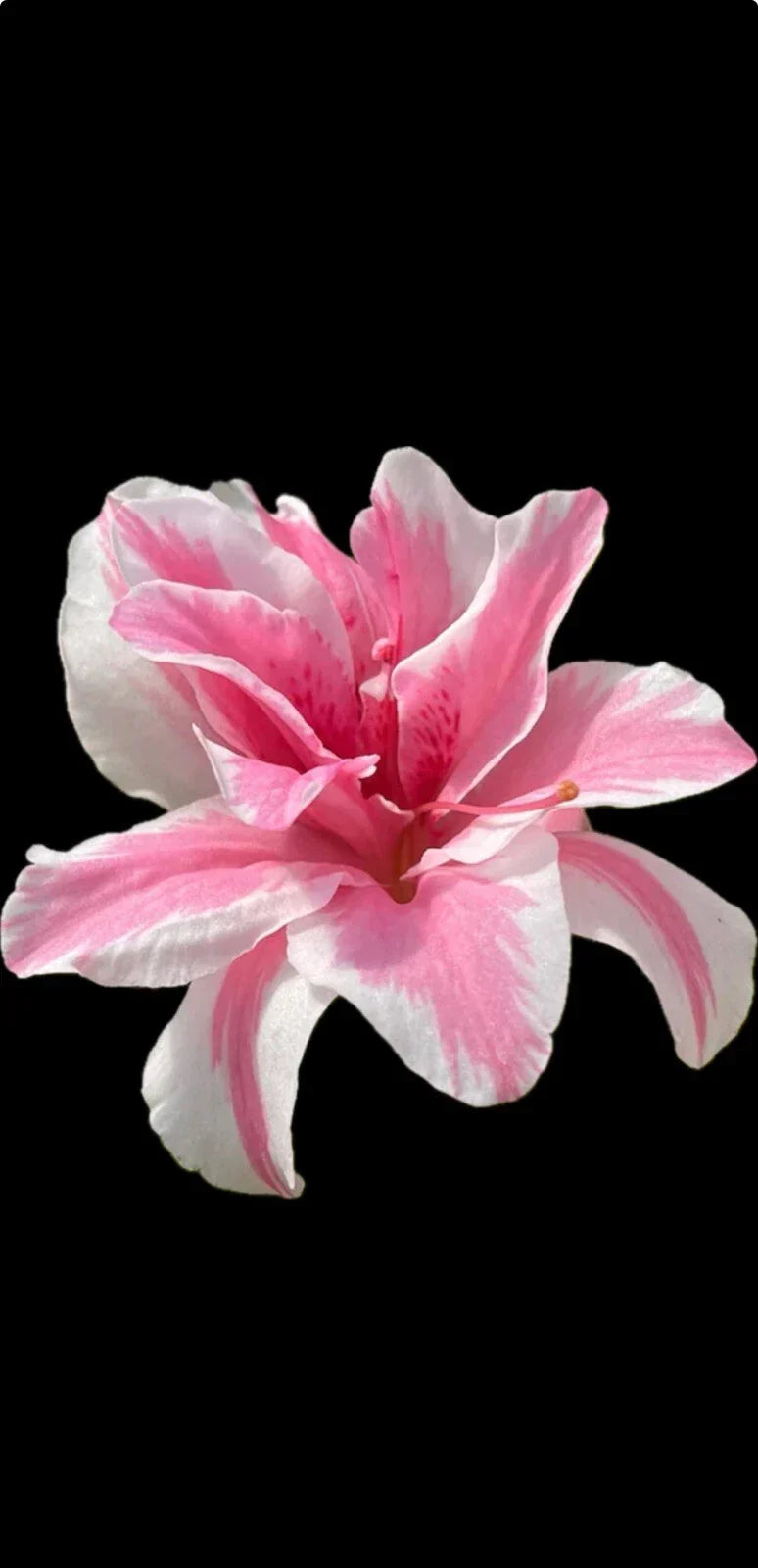 Azalea Starter Plant - 4-Inch Sugar and Spice Variety - Rhododendron spp. - Rare Bi-Colored Blooms for Garden