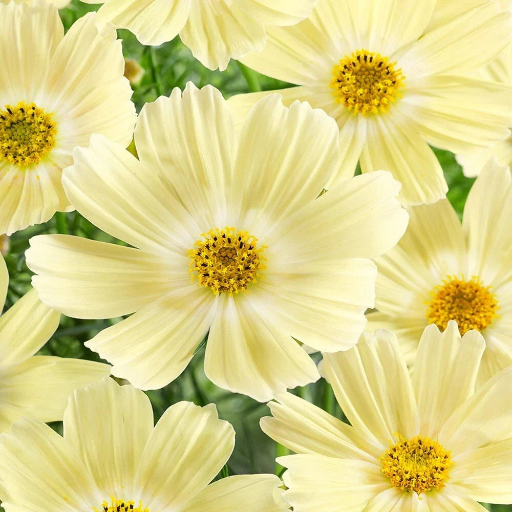 Lemonade Cosmos Seeds - 200+ Count - Cosmos bipinnatus - Colorful Garden Flowers for Pollinators - USA Grown