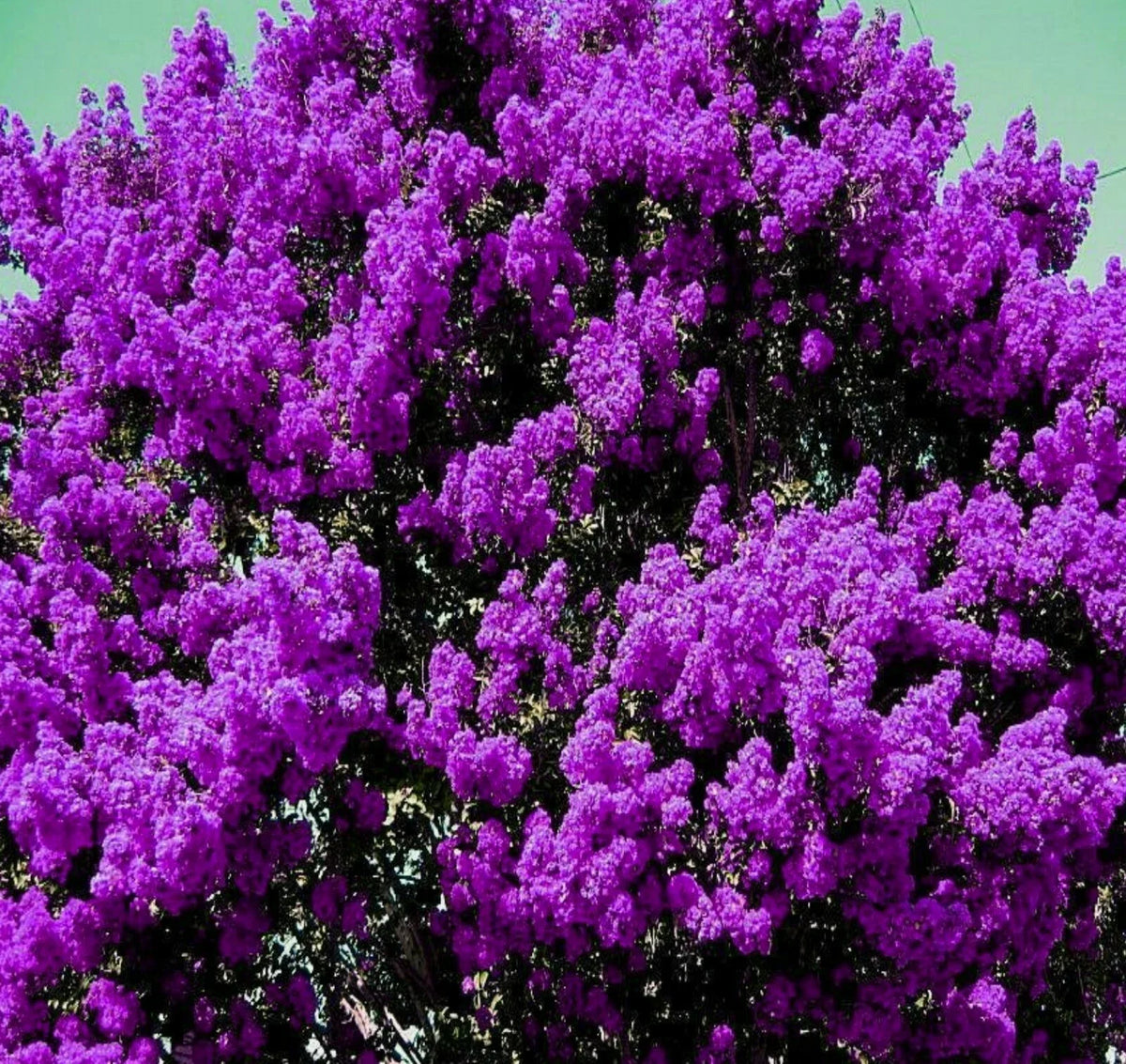 Purple Crepe Myrtle Live Plants 6" Rooted Cuttings Dark Purple Flowers Lagerstroemia Indica Bare Root Bushes/Trees
