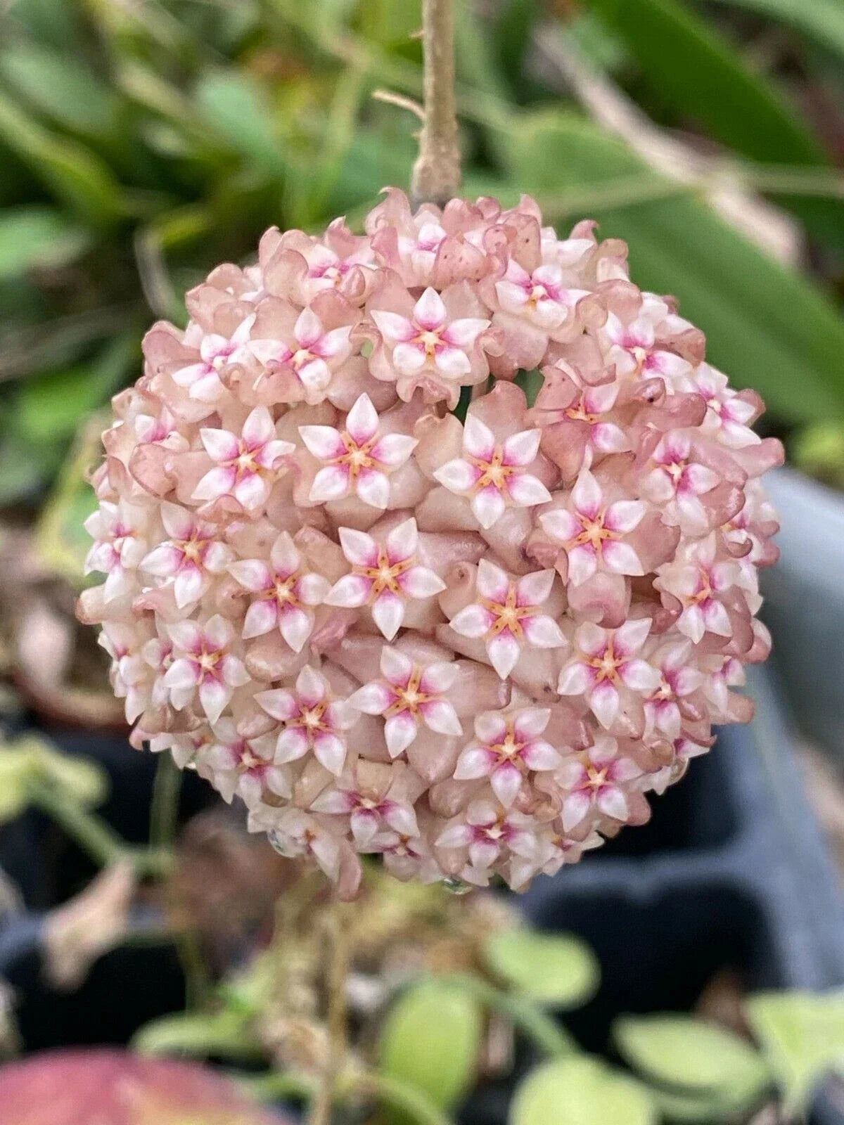 Hoya Parasitica 'Pink' Rooted Plant 2.5" Pot - Easy Care Indoor Climbing Vine with Pink Blooms, Hoya parasitica