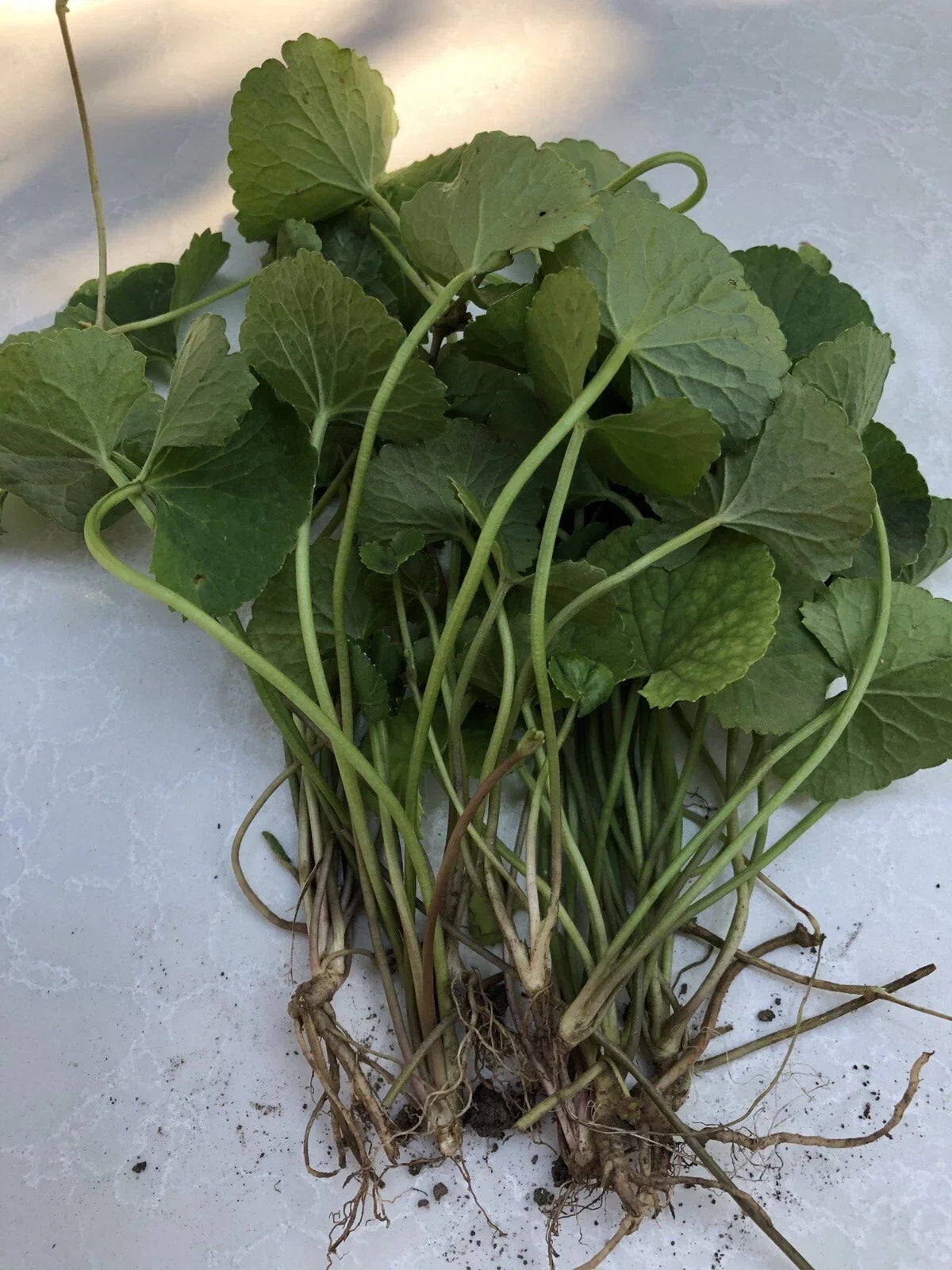 10pcs Bare Root Pennywort Gotu Kola Plants - Centella Asiatica for Garden or Aquatic Use - Easy to Grow Ground Cover