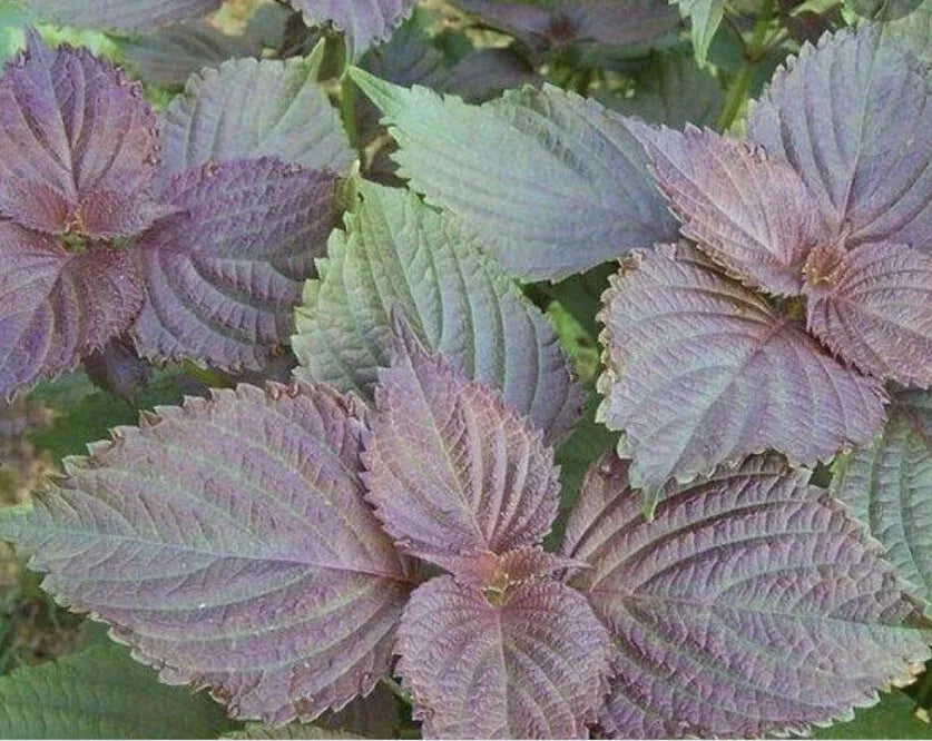 Perrilla Shiso Plant Starter 5+ Bare Roots - Perilla frutescens - Culinary Herb for Gardens and Containers