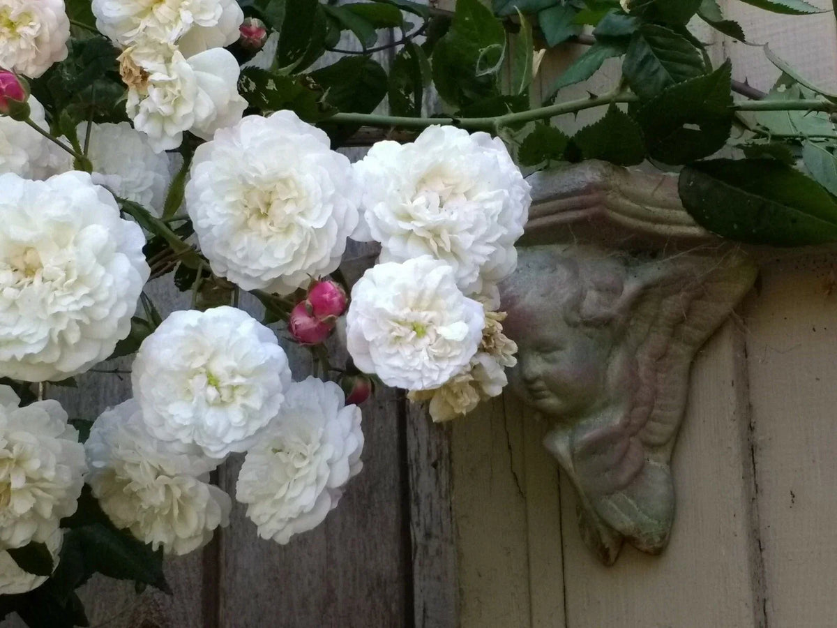 Rambler Rose Plant Bare Root | Felicite et Perpetual | Climbing Variety | Rosa 'Felicite et Perpetuelle'