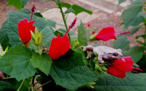 Turk's Cap Starter Plants 6" Red Flowers Malvaviscus penduliflorus Bare Root Shrub Bush for Garden