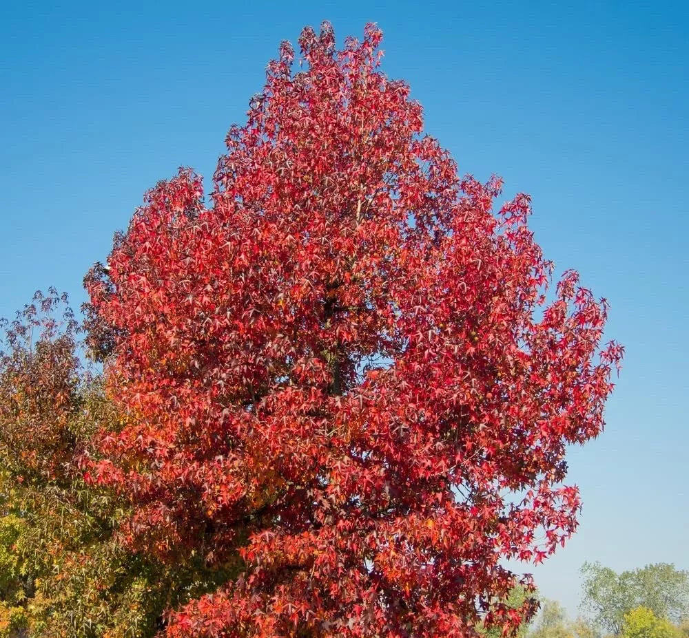 Sweet Gum Tree Seedlings 1-2 Feet Liquidambar styraciflua Perfect for Landscaping and Reforestation