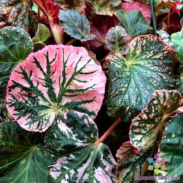 Midnight Sun Begonia Seeds 25 Pack - Vibrant Blooms - Begonia x tuberhybrida - Ideal for Indoor/Outdoor Gardens