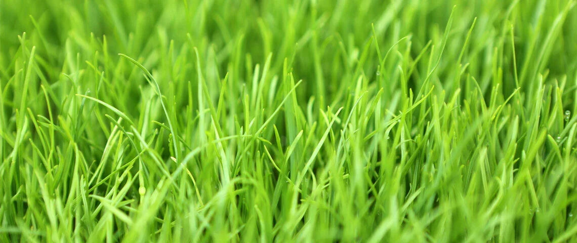 Winter Rye Seed 5 LBS - Cover Crop for Food Plot, Deer & Wildlife (Secale cereale) - Soil Enrichment & Erosion Control