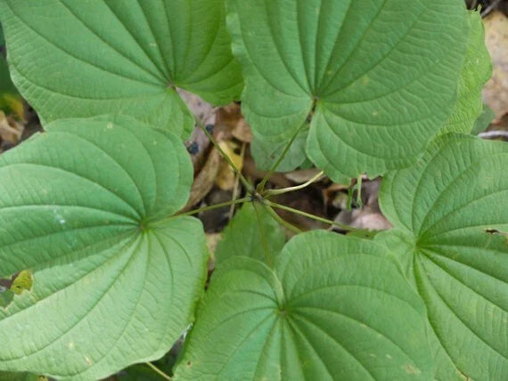 Wild Yam Bare Root Plants - 10 Pack Dioscorea Villosa Perennial Vine for Gardens and Landscapes, Pollinator Friendly