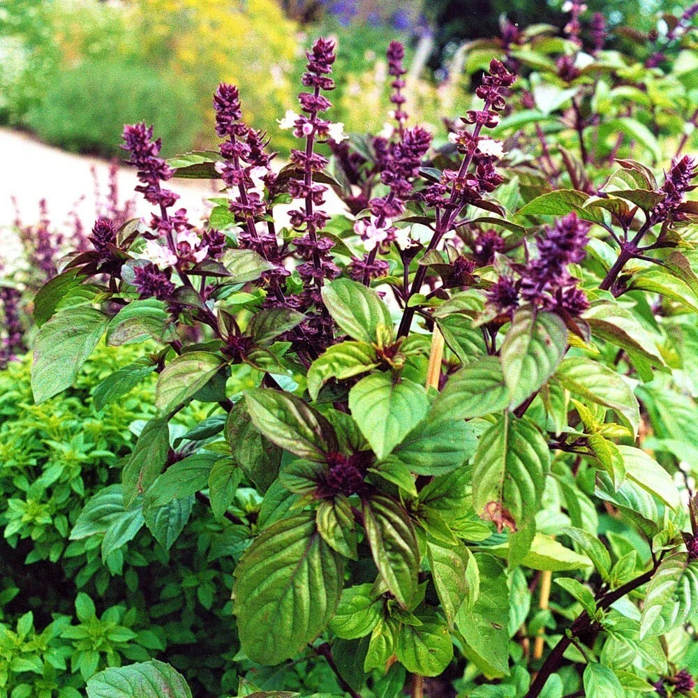 Licorice Basil Seeds - 200 Count Non-GMO Pack - Ocimum basilicum var. anisatum - Culinary Herb for Flavorful Dishes