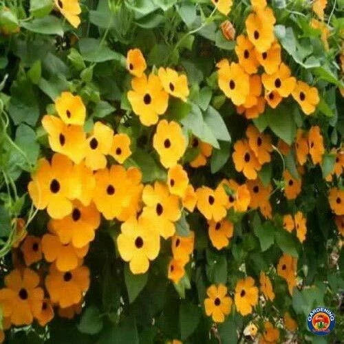 Black Eyed Susan Vine Seeds - 100+ Seeds - Thunbergia alata - Vibrant Yellow Flowers for Vertical Gardening