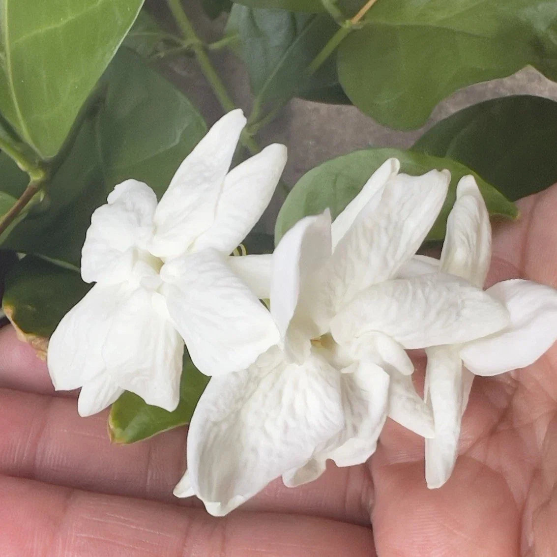 Arabian Sambac Jasmine Plant 4" Pot White Flowers Intensely Fragrant Jasminum sambac