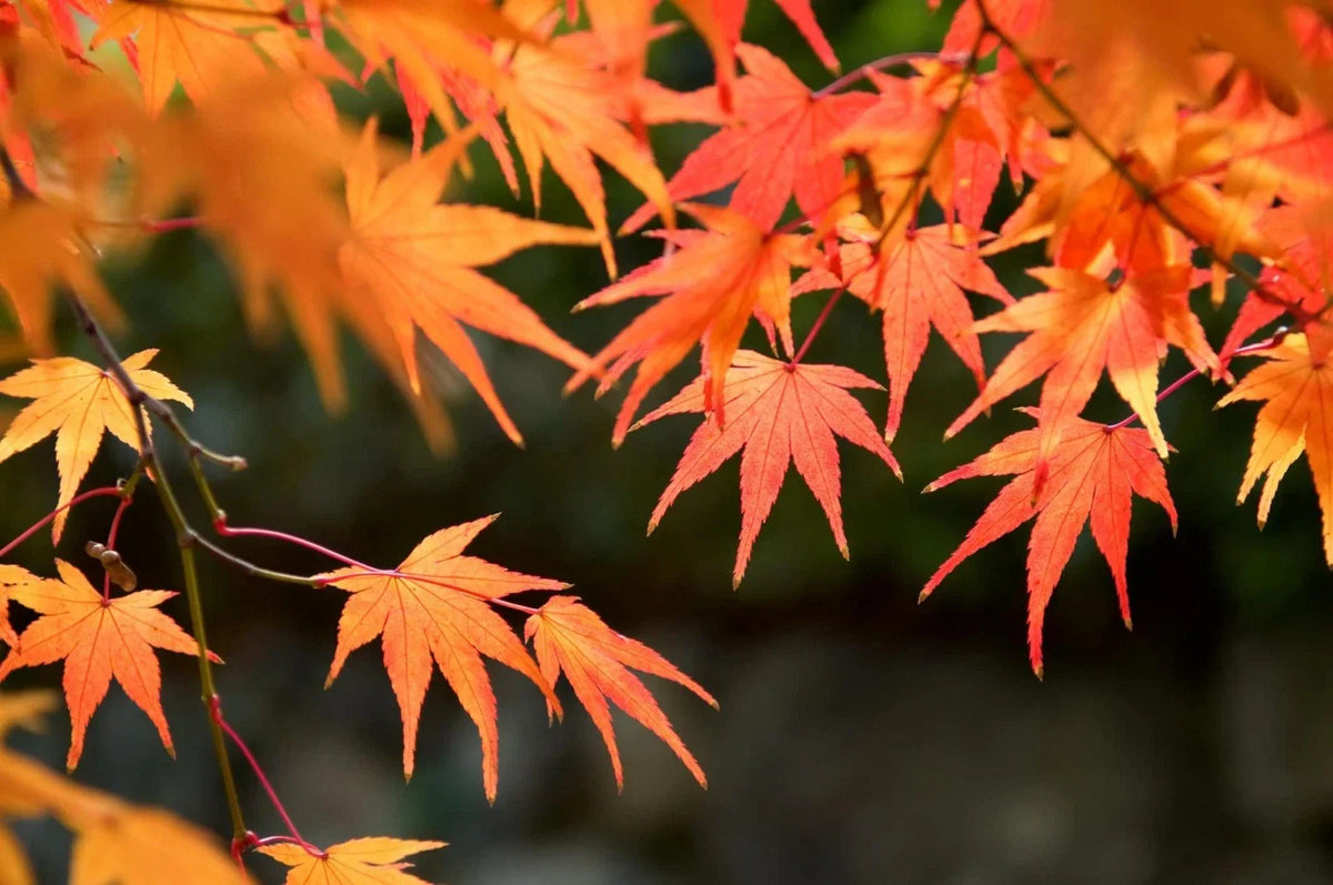 Red Maple Tree Seeds - 50 Pack - Acer rubrum - Stunning Red Foliage for Vibrant Landscaping