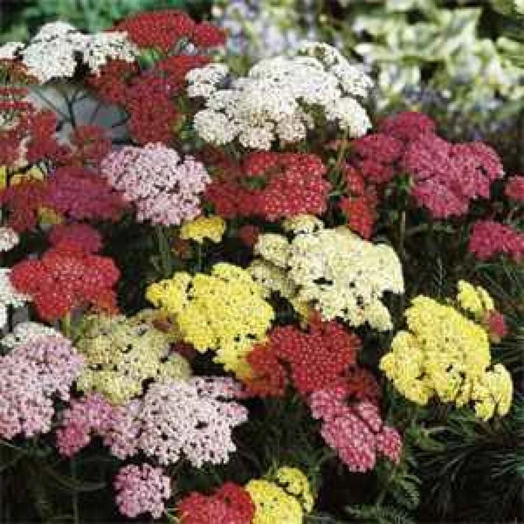 Yarrow Starter Plants Set of 3 Bare Root Mixed Colors Achillea millefolium Perennial Herb for Garden Pollinators