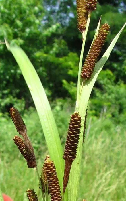 Pinecone Cattail Seeds (50 Seeds) - Carex shortiana - Native Wetland Plant for Biodiversity and Habitat